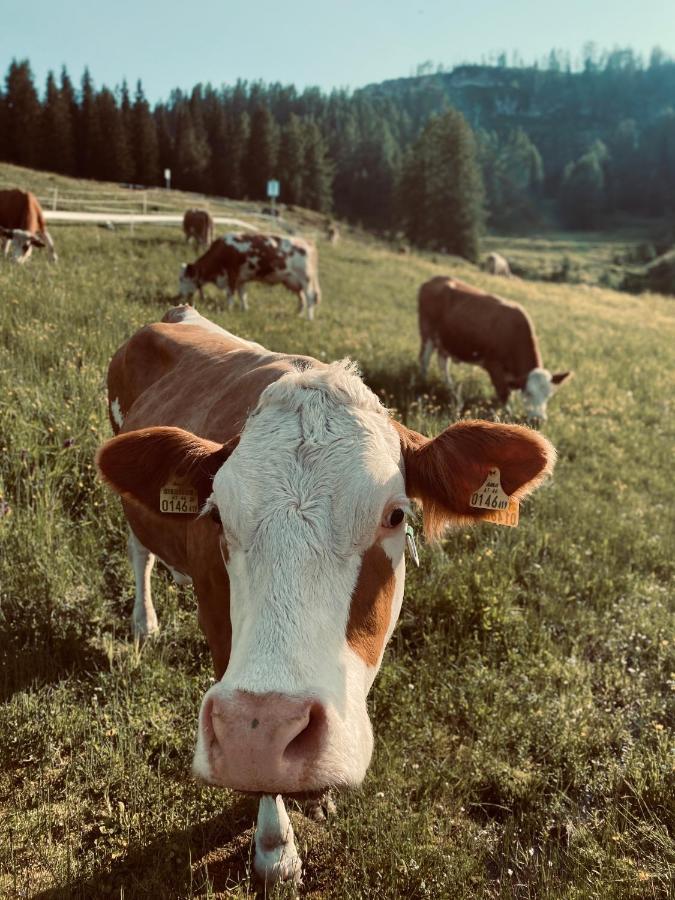 Stubihuettn Lägenhet Sonnenalpe Nassfeld Exteriör bild